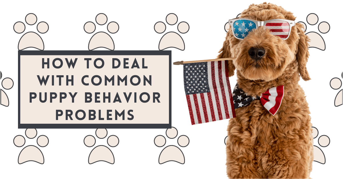 How to deal with common puppy behavior problems