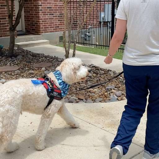 how-to-teach-dog-to-walk-on-leash