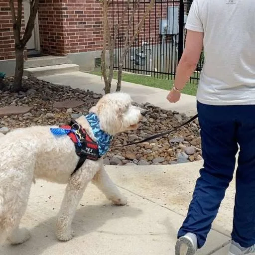 how-to-teach-dog-to-walk-on-leash how-to-teach-dog-to-walk-on-leash