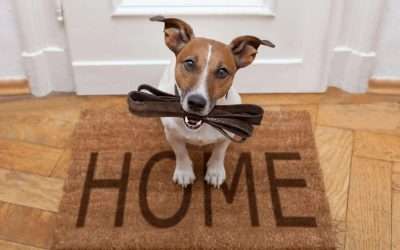 How to Overcome the Top 5 House-Training Challenges for Your Dog