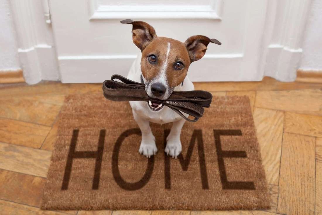 How to Overcome the Top 5 House-Training Challenges for Your Dog
