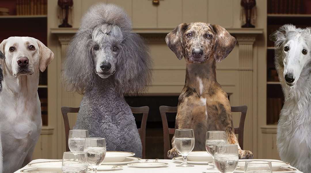 Alternatives to Purina Pro Plan