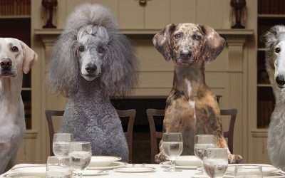 Alternatives to Purina Pro Plan