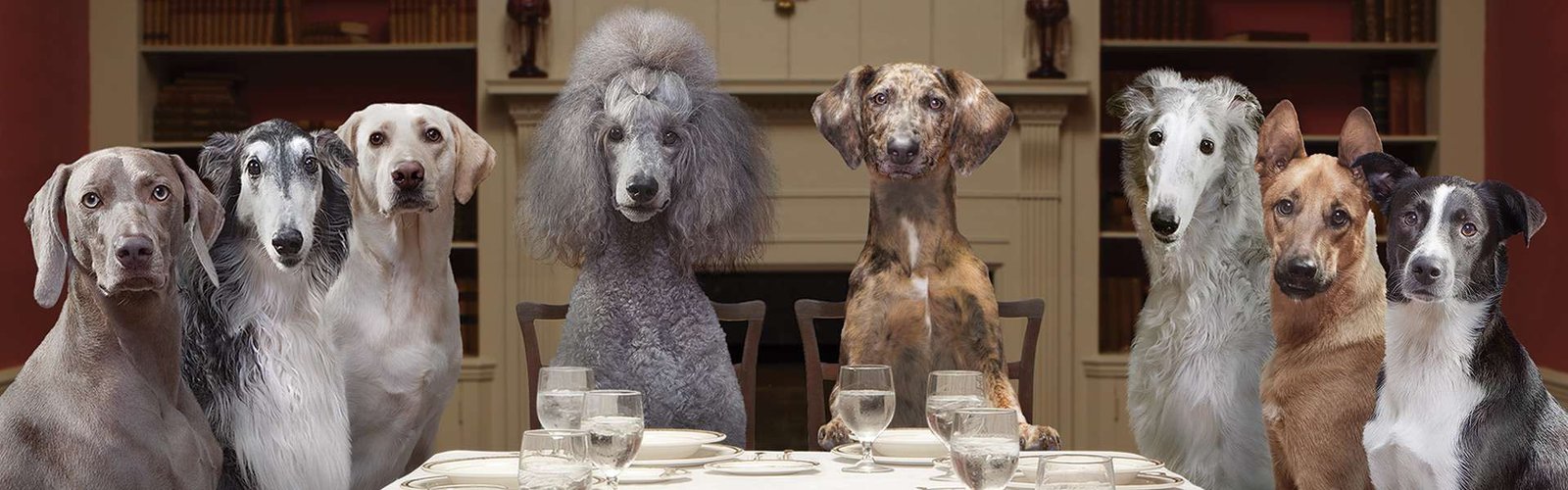 Alternatives to Purina Pro Plan