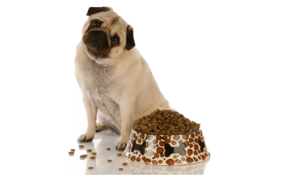 How to Choose the Perfect Dog Food for Your Overweight Pug
