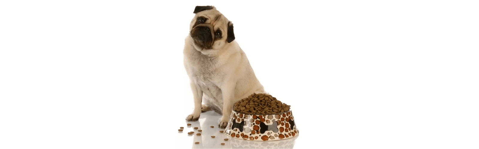 How to Choose the Perfect Dog Food for Your Overweight Pug