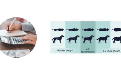 How to Determine If You’re Overfeeding Your Dog with Our Calorie Calculator
