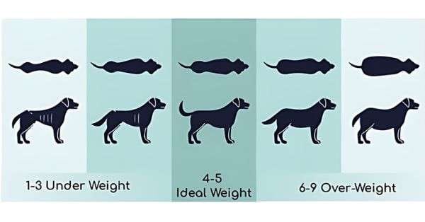 Body-Condition-Scale-Image