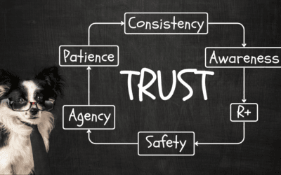 How To Build Trust With Your Dog by The Dog Decoder