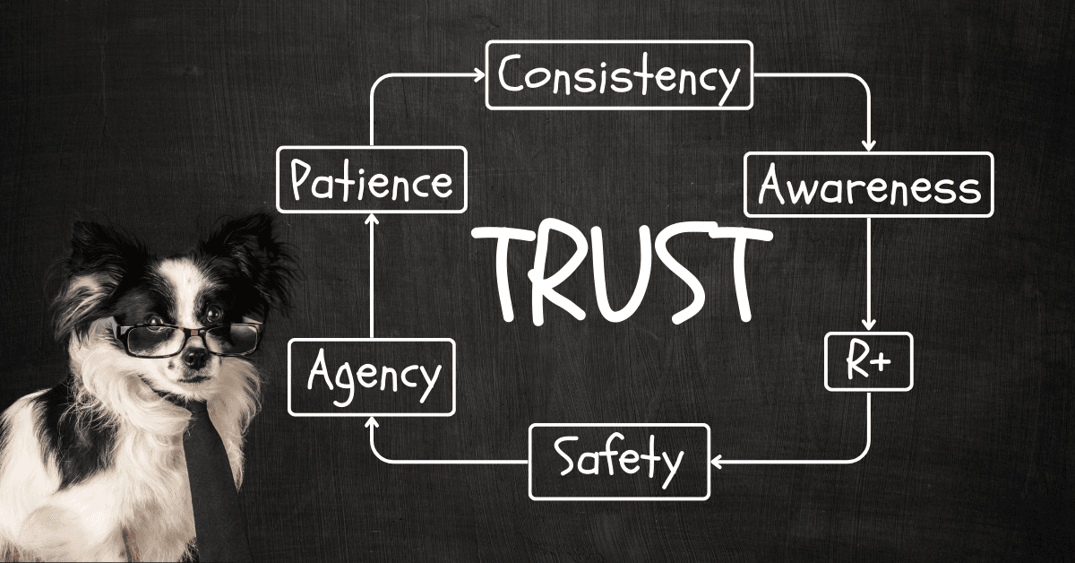 How To Build Trust With Your Dog by The Dog Decoder