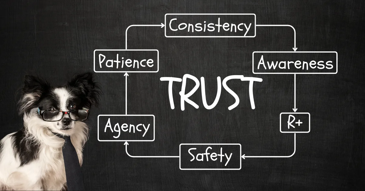 How To Build Trust With Your Dog by The Dog Decoder