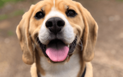 The Key to Understanding Your Dog: Relief
