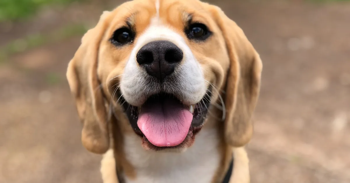 The Key to Understanding Your Dog: Relief