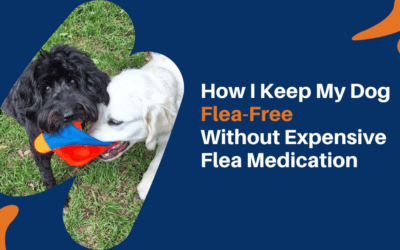 How I Keep My Dog Flea-Free Without Expensive Flea Medication