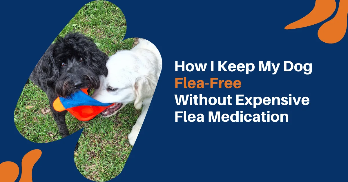 How I Keep My Dog Flea-Free Without Expensive Flea Medication