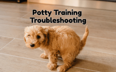 I Put My Puppy Outside… So Why Do They Still Pee Inside?