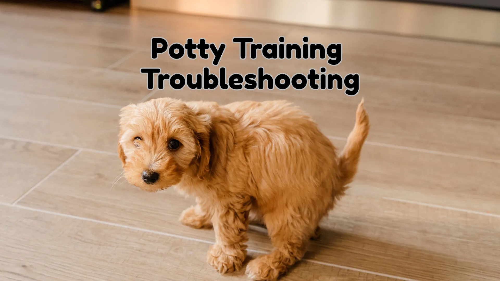 I Put My Puppy Outside… So Why Do They Still Pee Inside?