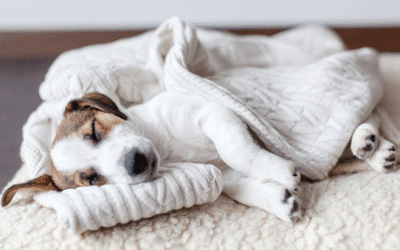 How to End the Never-Ending Flea Cycle Once and For All