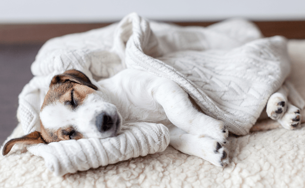 How to End the Never-Ending Flea Cycle Once and For All